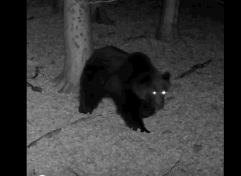 Large roaming brown bear caught by CCTV in Hungary (Copy)