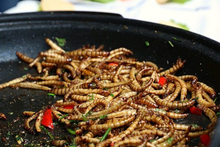 larvae meal in EU