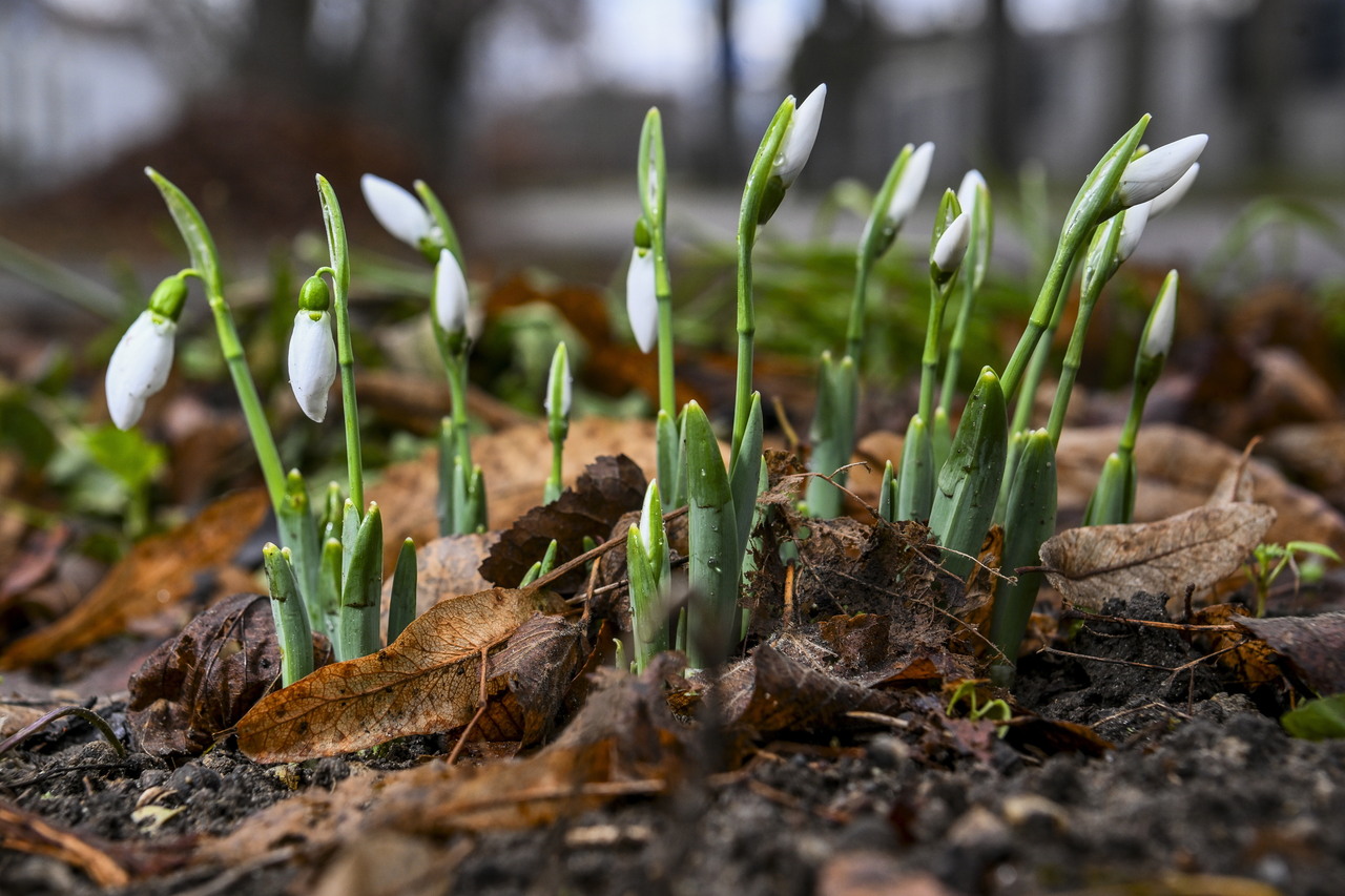 snowdrop flower winter Hungary warm temperatures