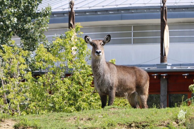 Waterbuck Budapest Zoo World Wildlife Day (1)