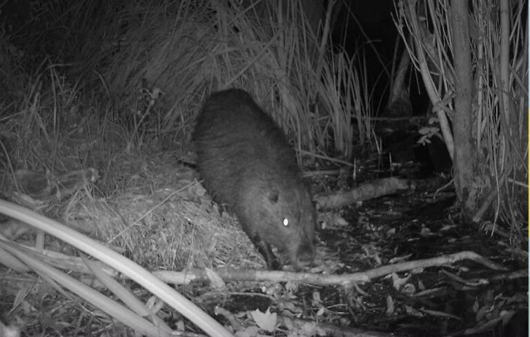 nutria Lake Balaton