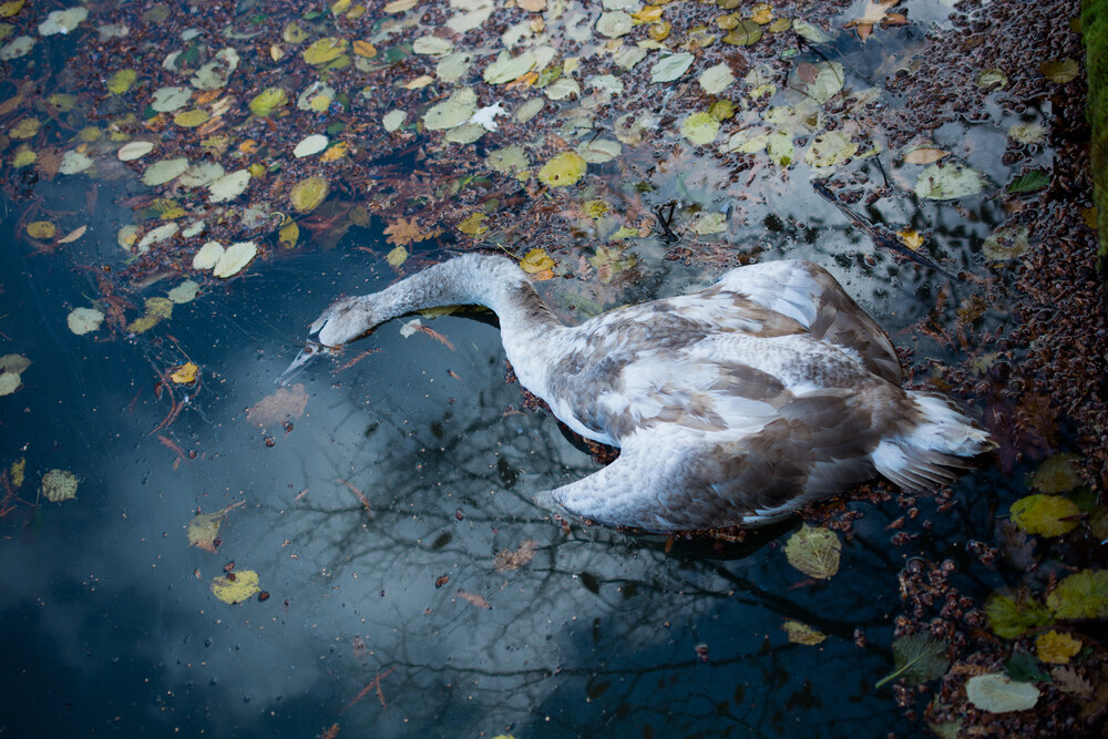 dead bird poison