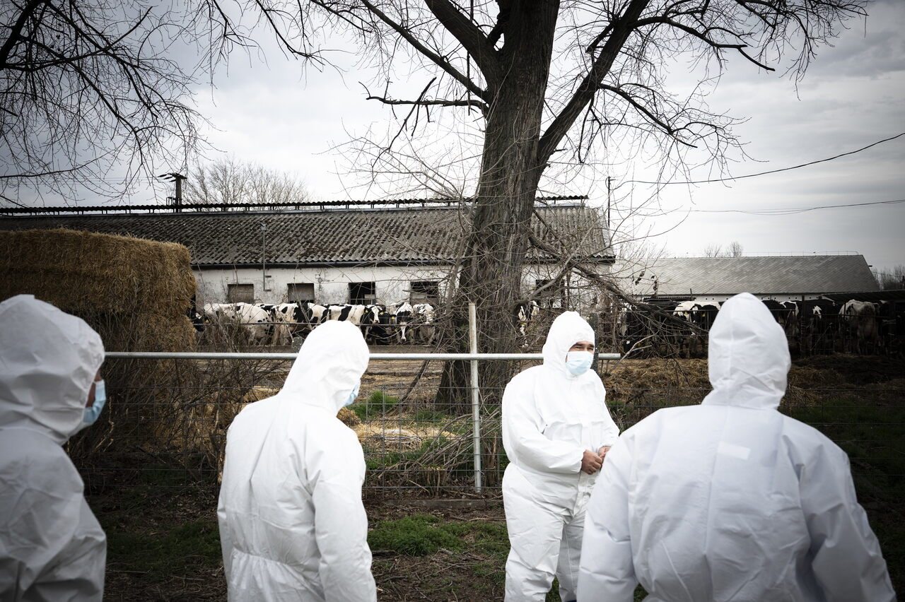 foot-and-mouth disease hungary