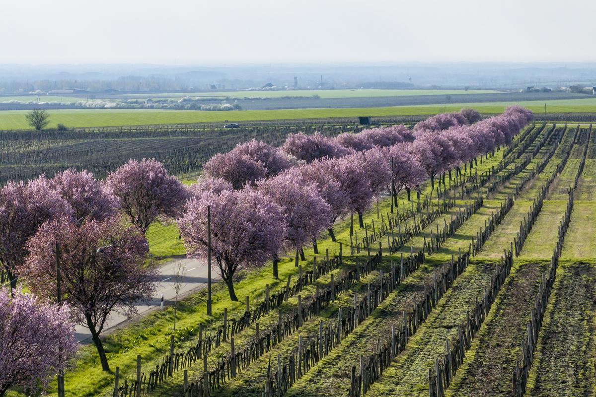 spring Hungary