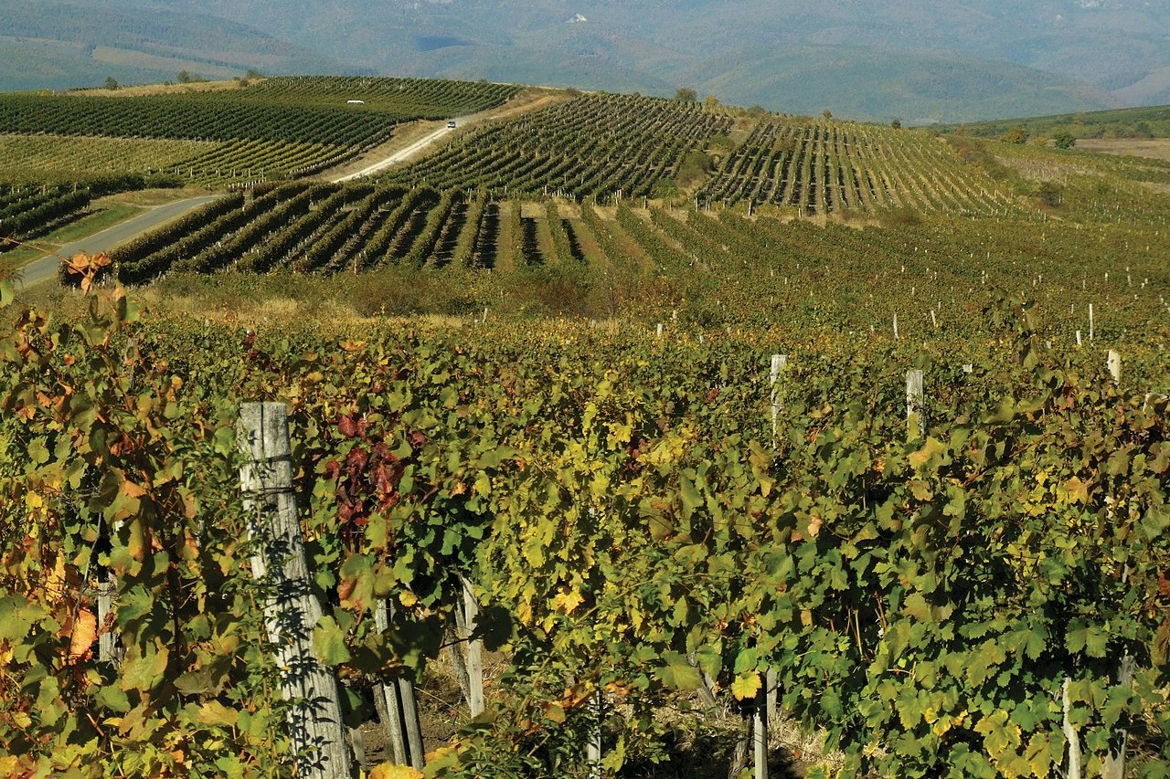 Bükkalja region wine grapes Eger grape growing vineyards