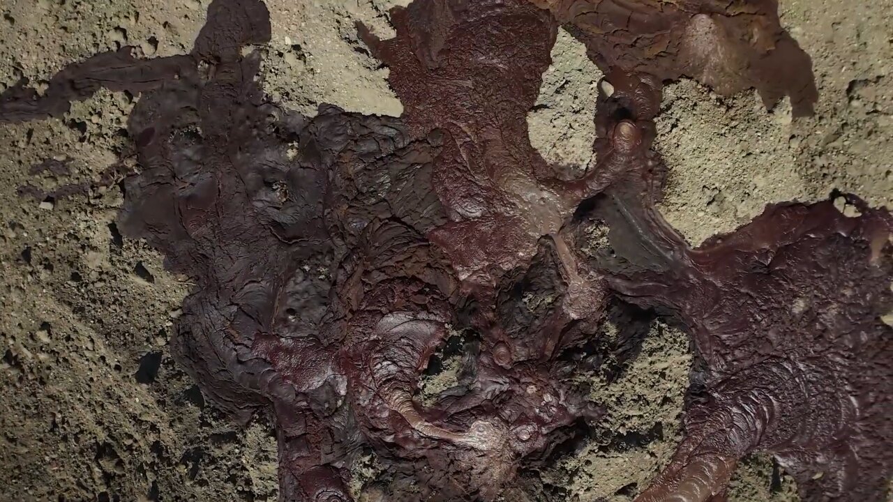 Foot-and-mouth buried animals