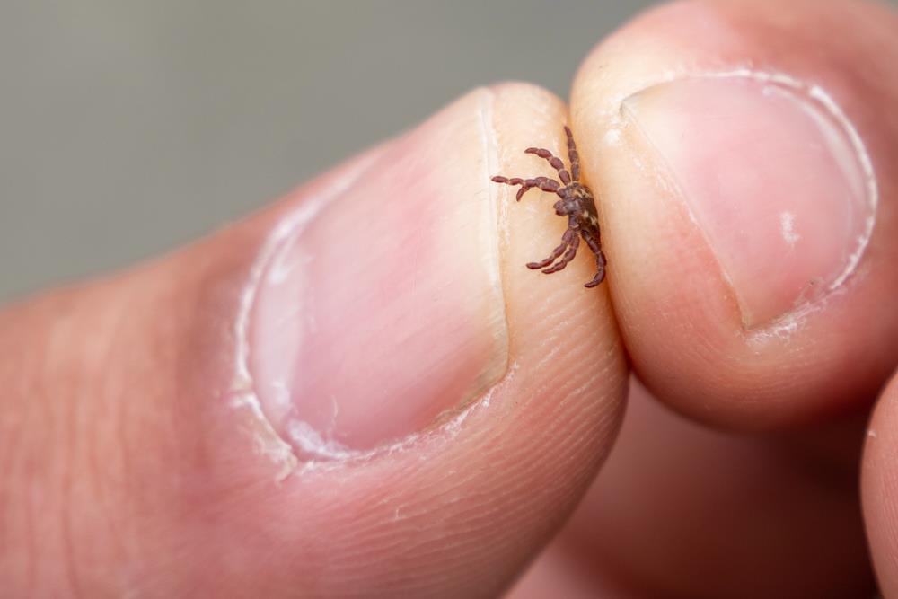 Mutant tick found in Hungary