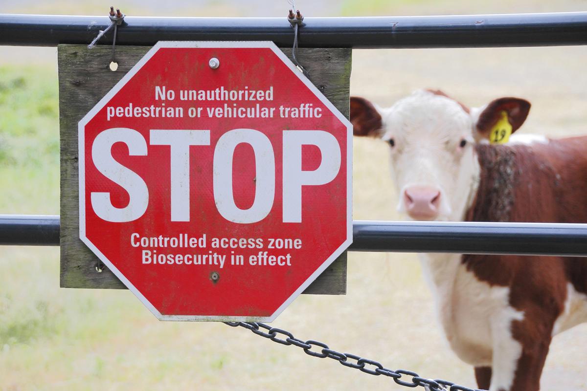 foot and mouth disease hungary