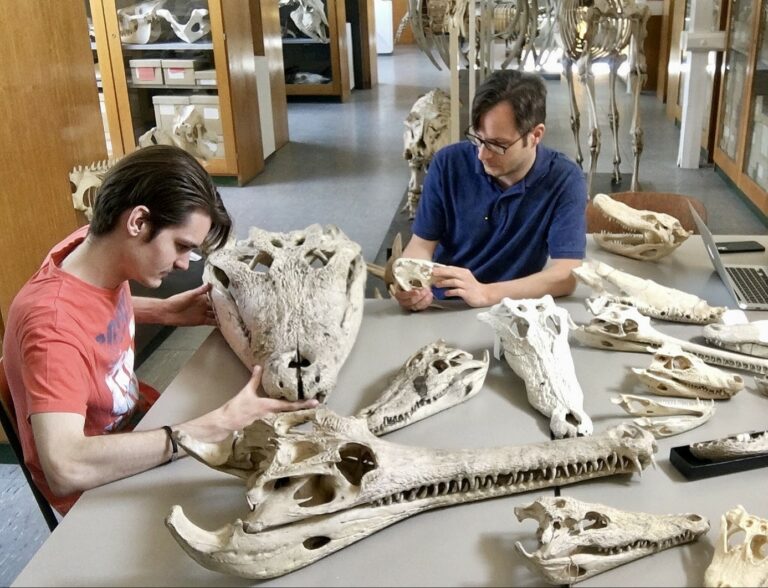 giant crocodiles North America study 19th century researchers