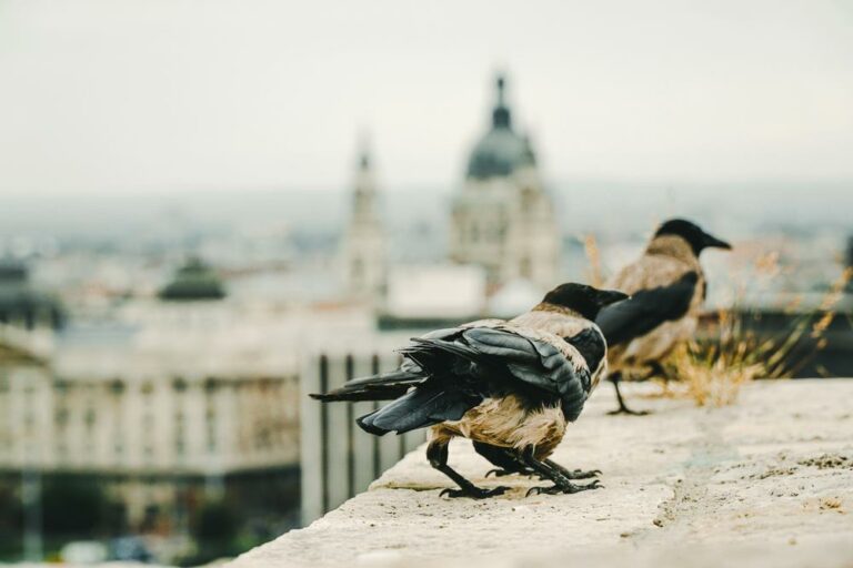 Budapest bird attacks