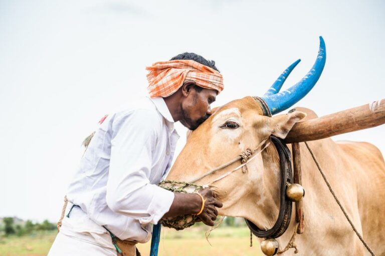 India guest worker dairy farm hungary news