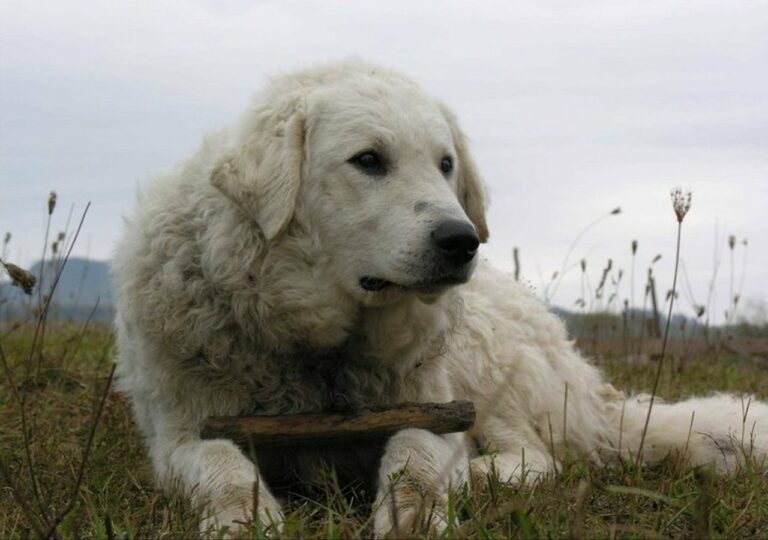 Kuvasz dog Hungary ancient guardian breed extinction