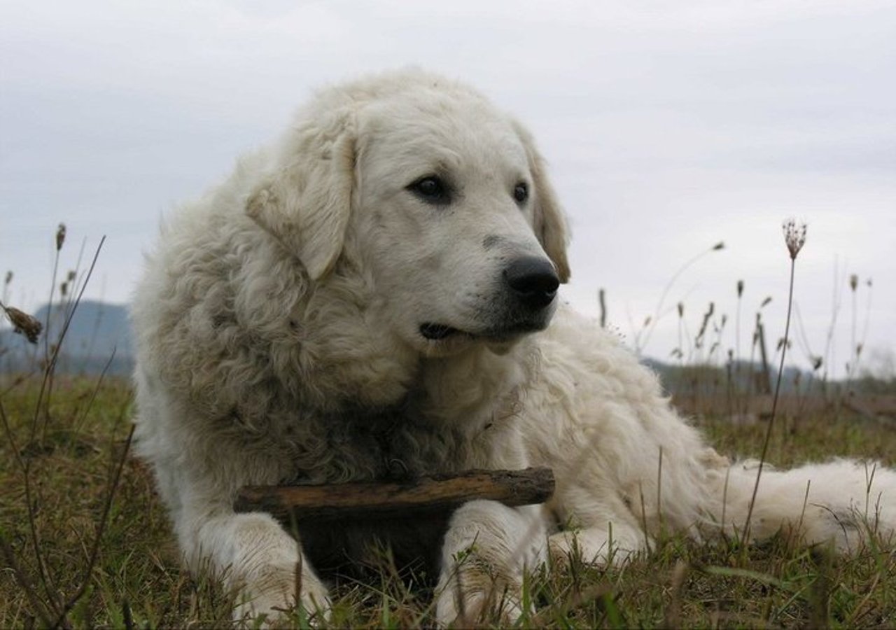 Kuvasz dog Hungary ancient guardian breed extinction