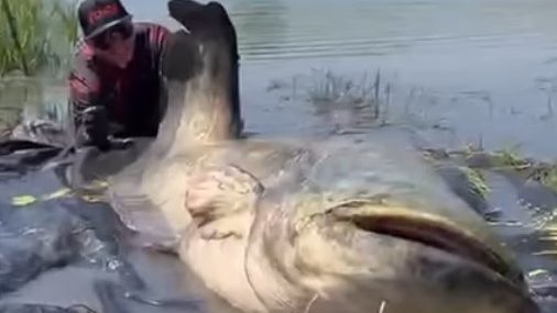 catfish hungary Fishing season in Hungary