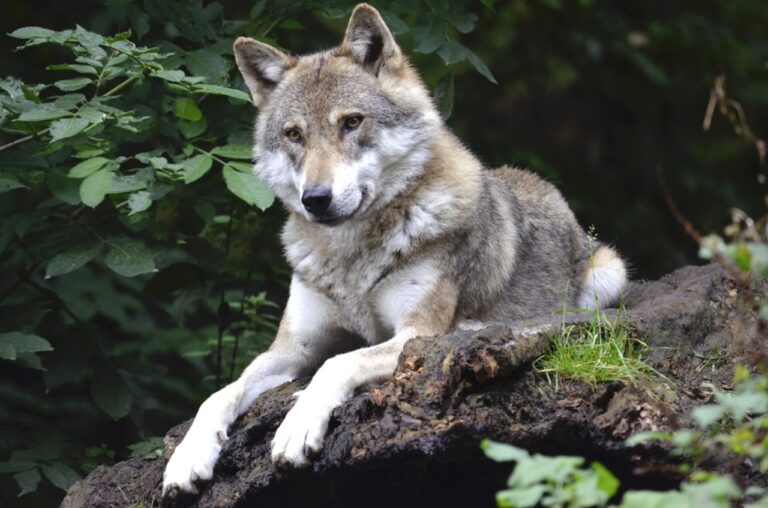 wolf hunting eu