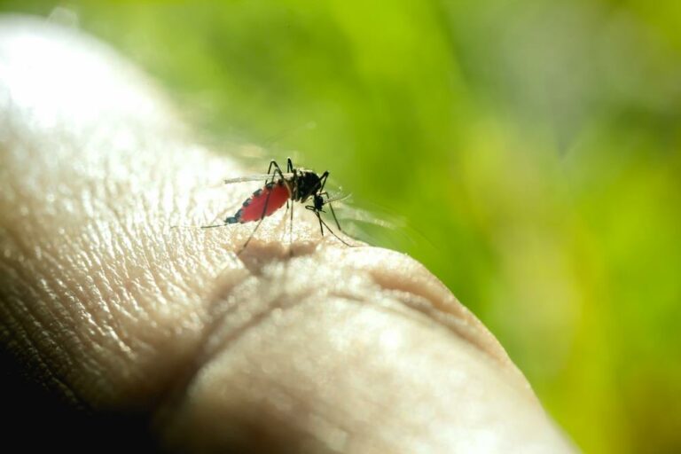 Hungarian mosquitoes disease spread danger