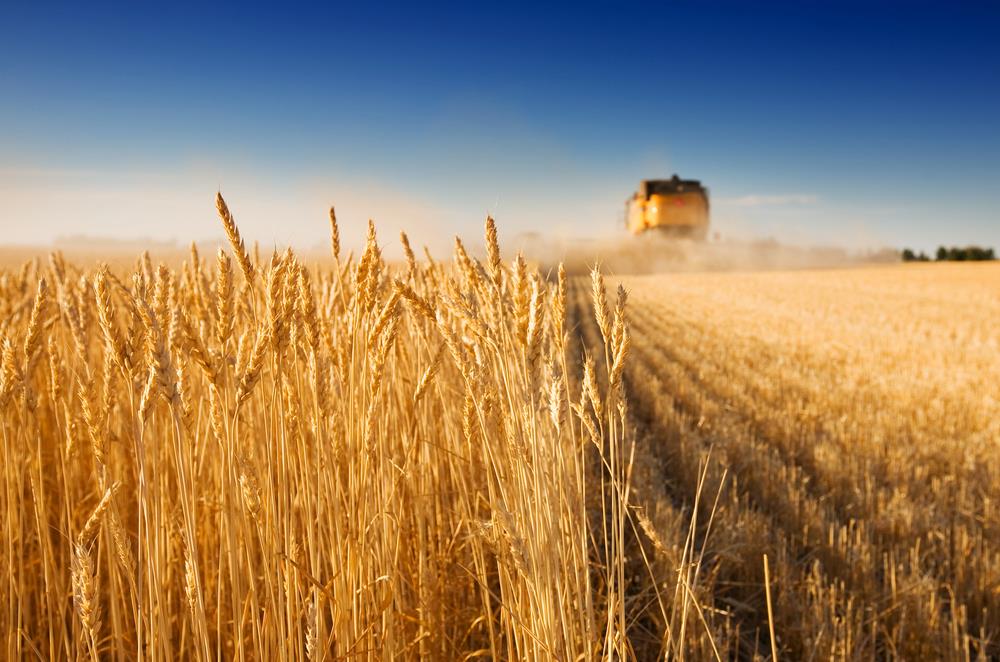 Wheat Hungarian agriculture