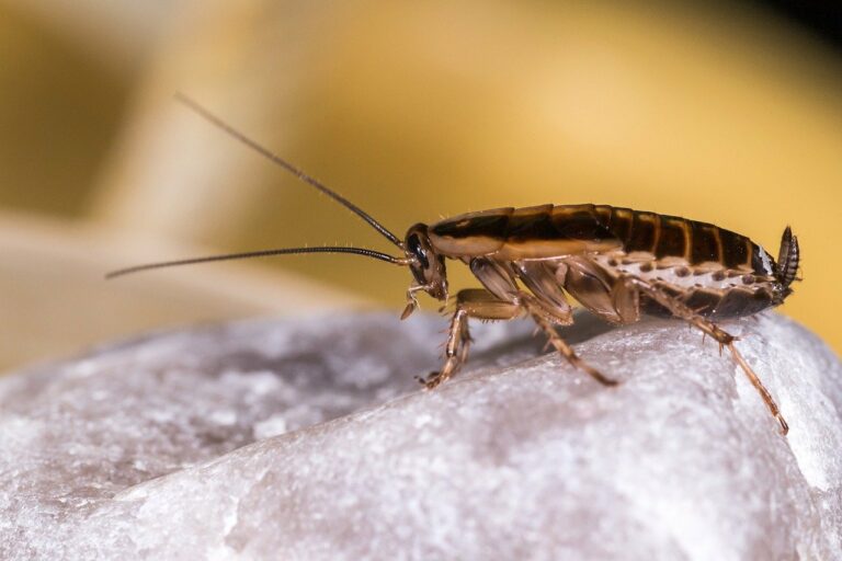 cockroach pest control infestation Budapest