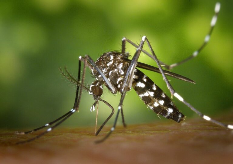 mosquito spraying Hungary ineffective Aedes aegypti dengue Zika chikungunya diseases